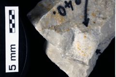 Foto (Detailansicht) von Pithonoton marginatum (von Meyer, 1842) (NHMW-GEO-1990-0041-0240)